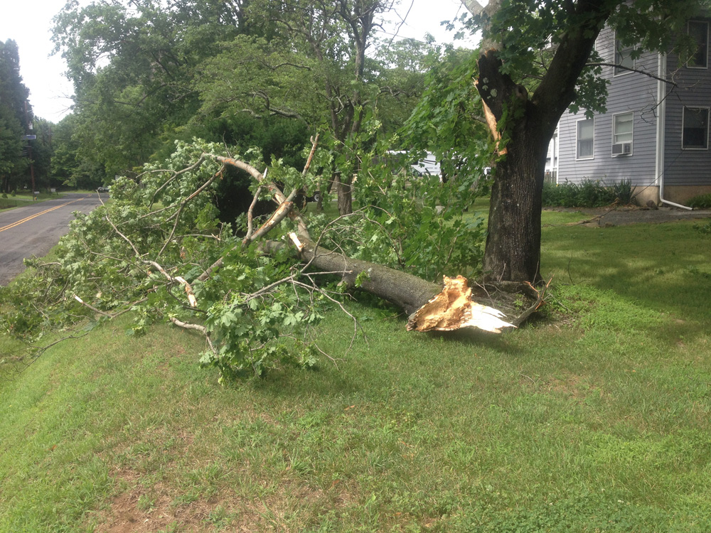 Storm-snapped oak, front yard