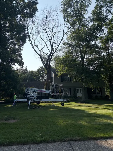Hamlett's Tree Service lift set up for dead tree removal near a home in Belle Mead, NJ