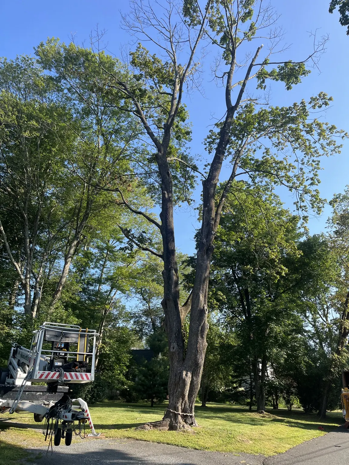 Spider lift set up on a lawn beside a tall dead tree before removal in Belle Mead, NJ