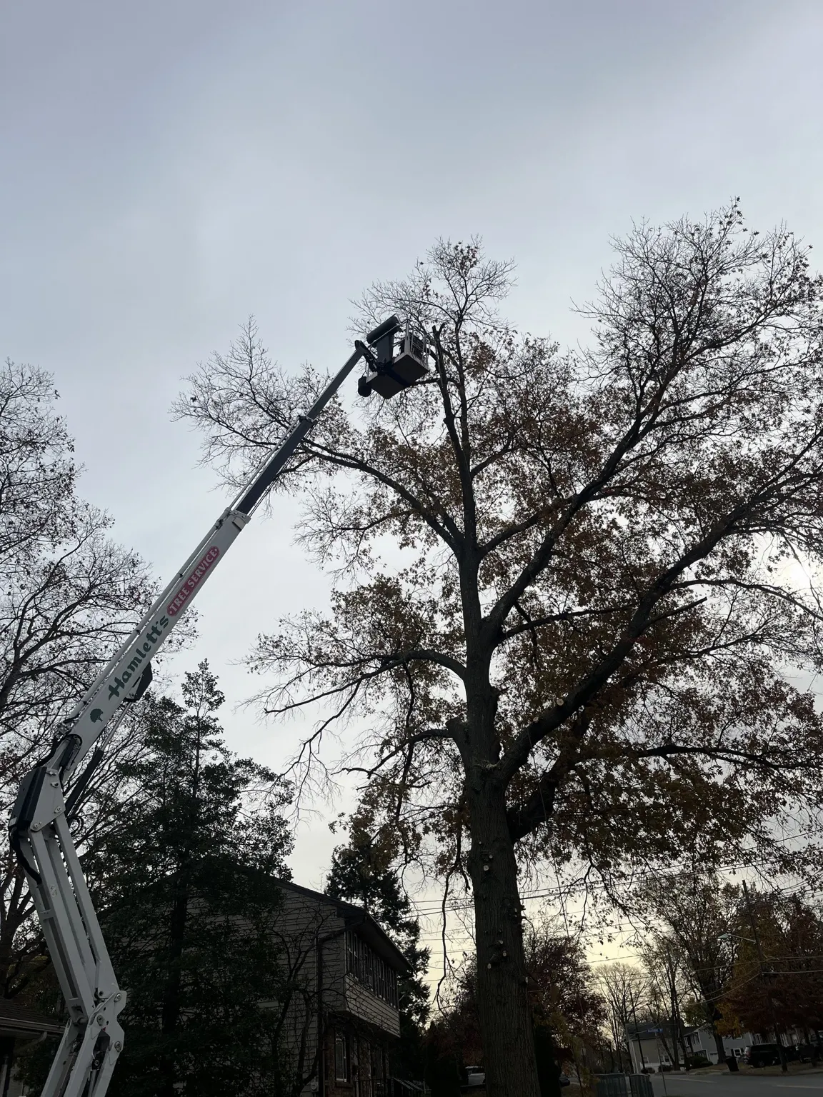 Hamlett's bucket lift reaching the canopy of a large tree for pruning in Belle Mead, NJ