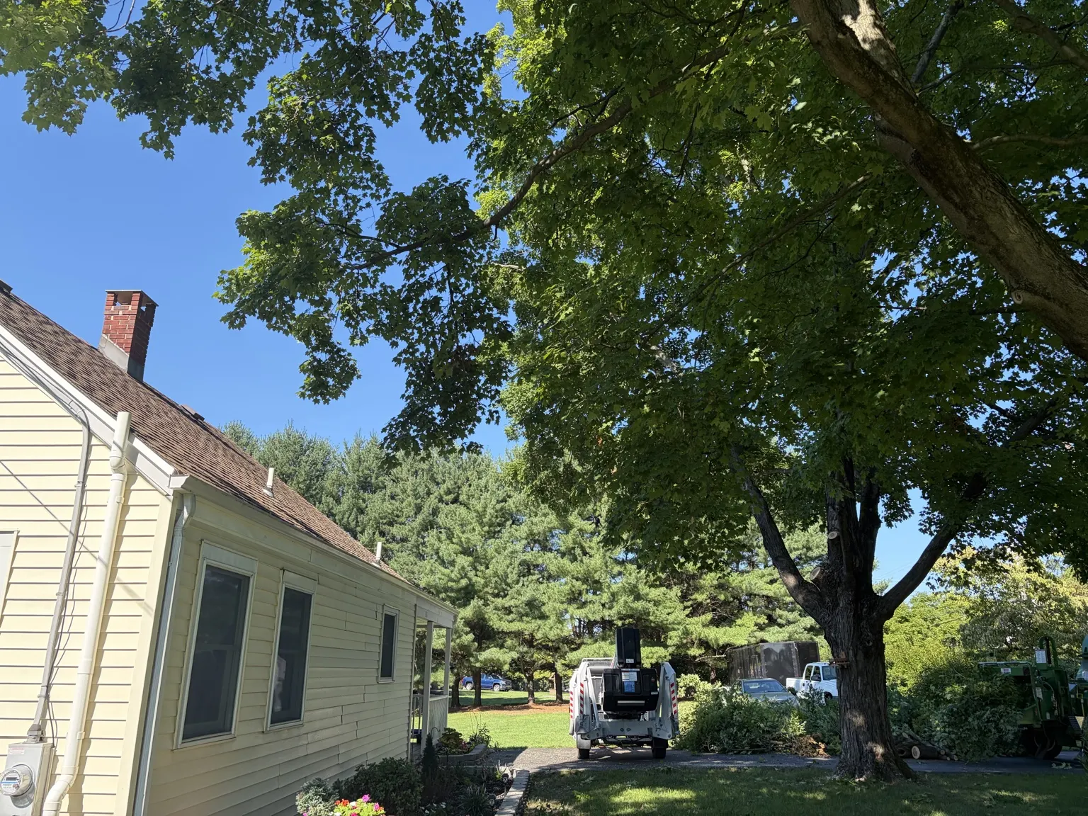 Residential maple tree trimming and branch removal at a home in Belle Mead, NJ