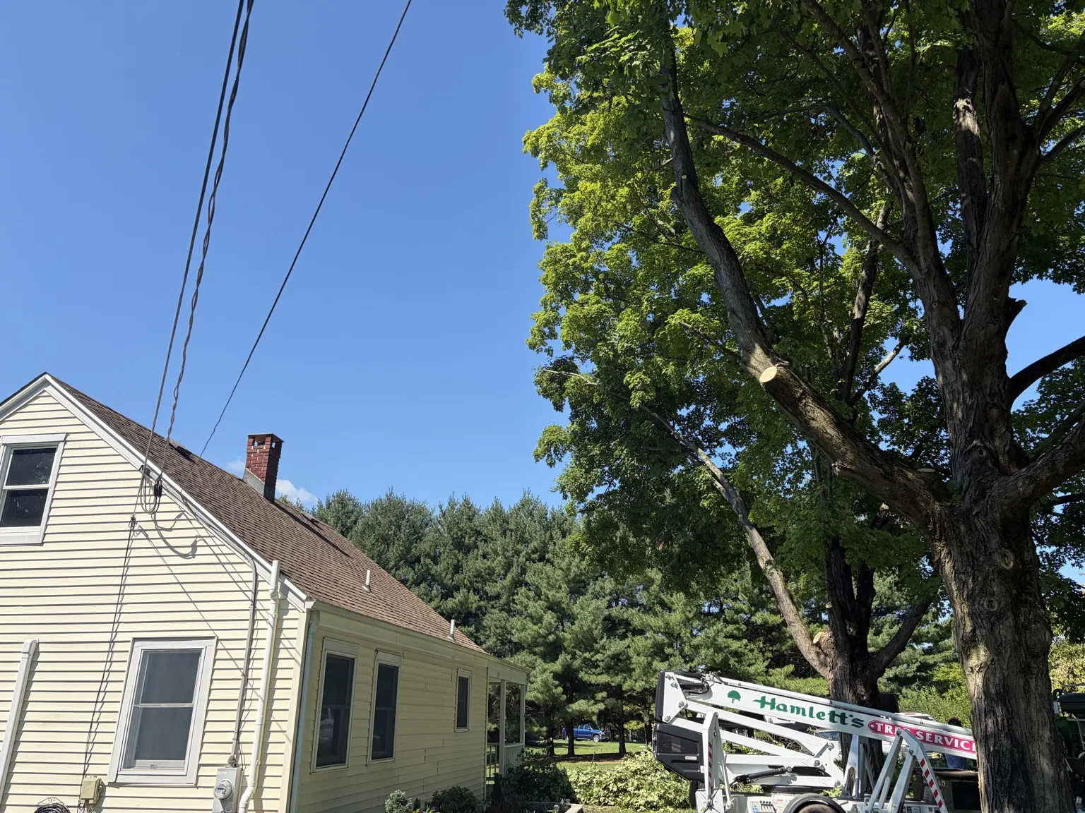 Hamlett's Tree Service pruning a large maple tree near a house and power lines in Belle Mead, NJ