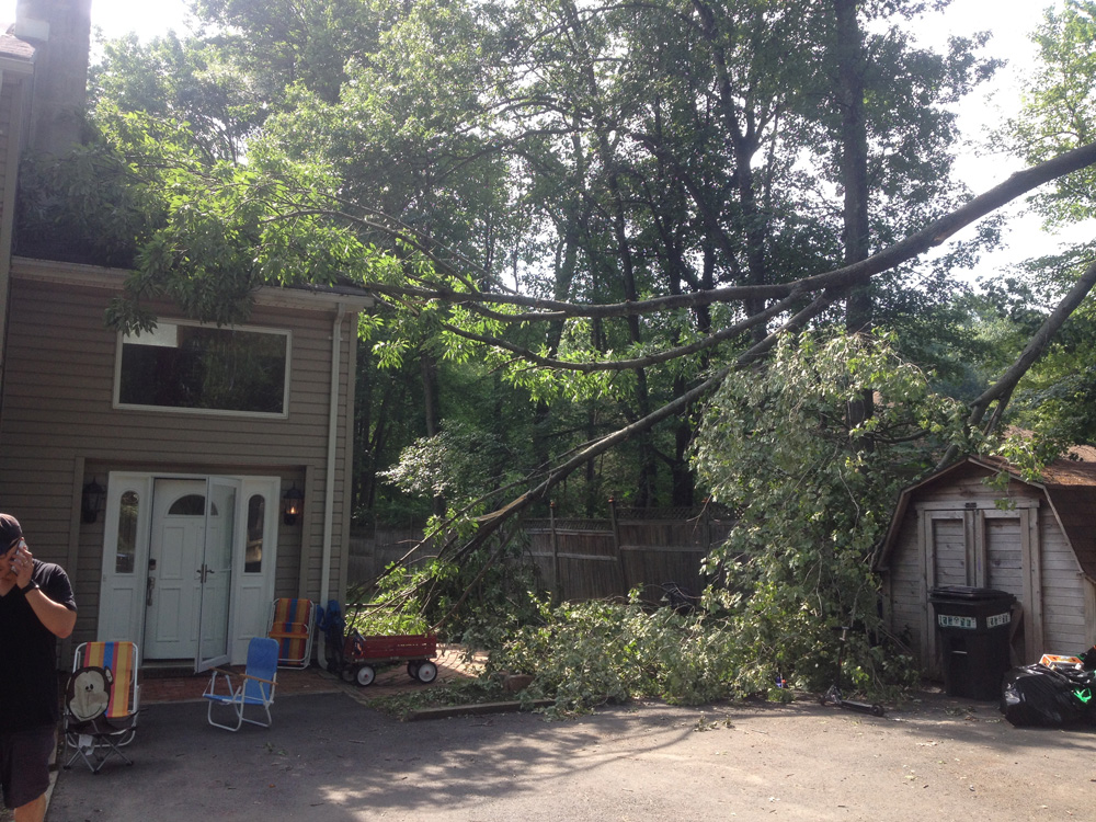 Tree down across driveway