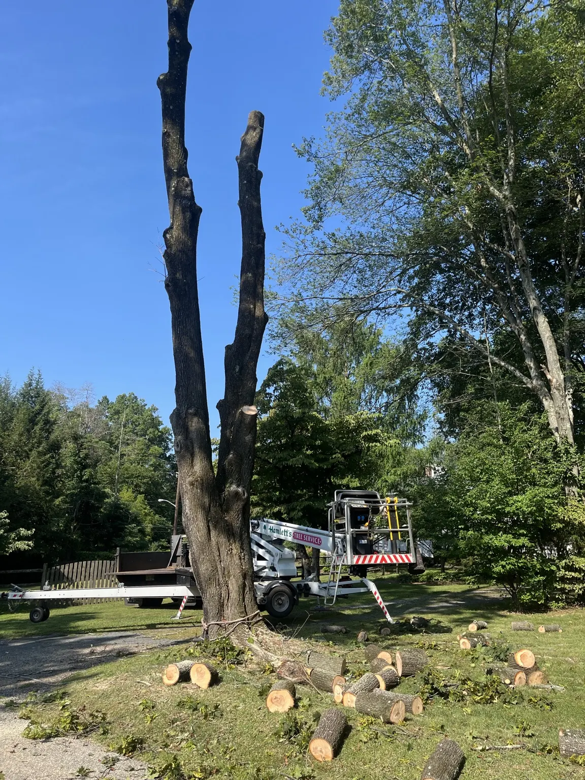 Hamlett's Tree Service dismantling a large tree in trunk sections in Belle Mead, NJ